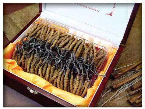 祁连冬虫夏草回收